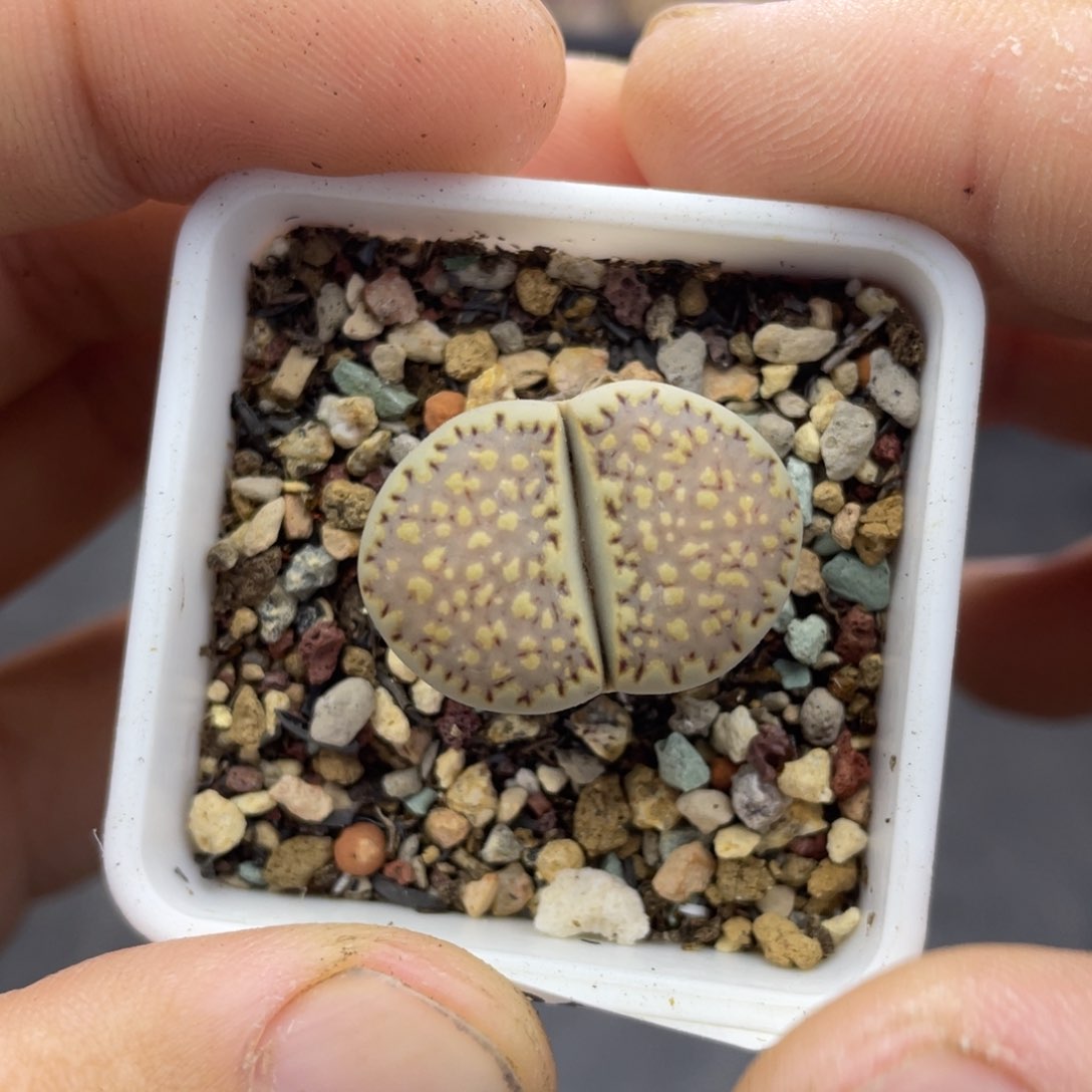 000000000000000000475