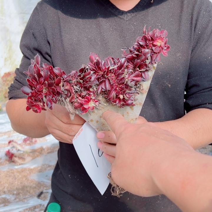 丽娜醉话10号多肉法师