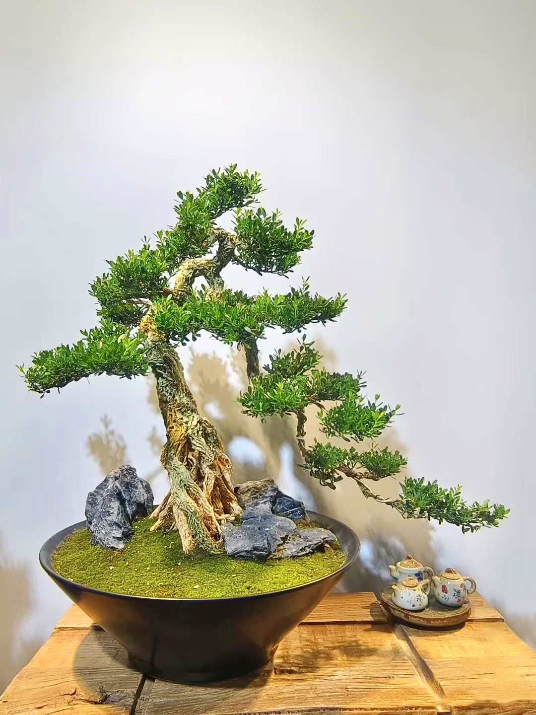 直播间一物一拍选择相对的金额下单即可各种绿植盆栽造型花卉盆景