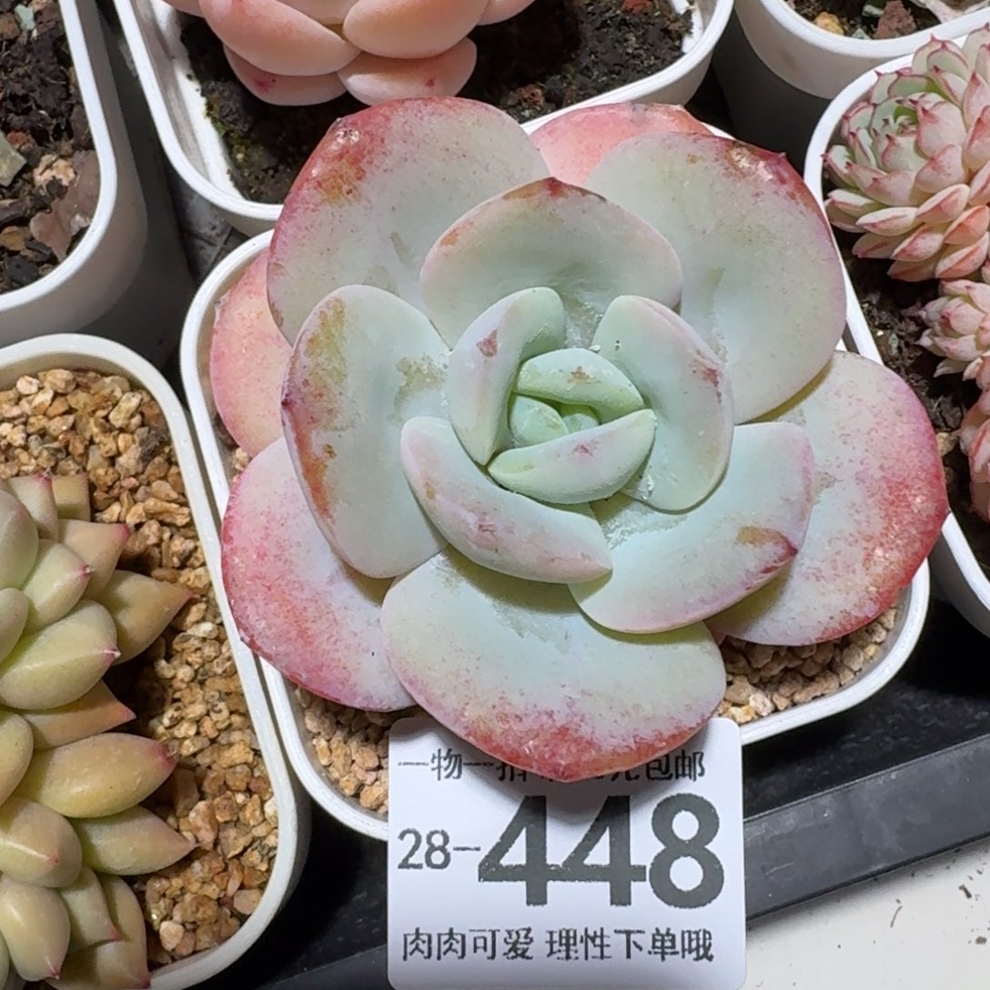 泡芙奶茶无盆土发货无盆