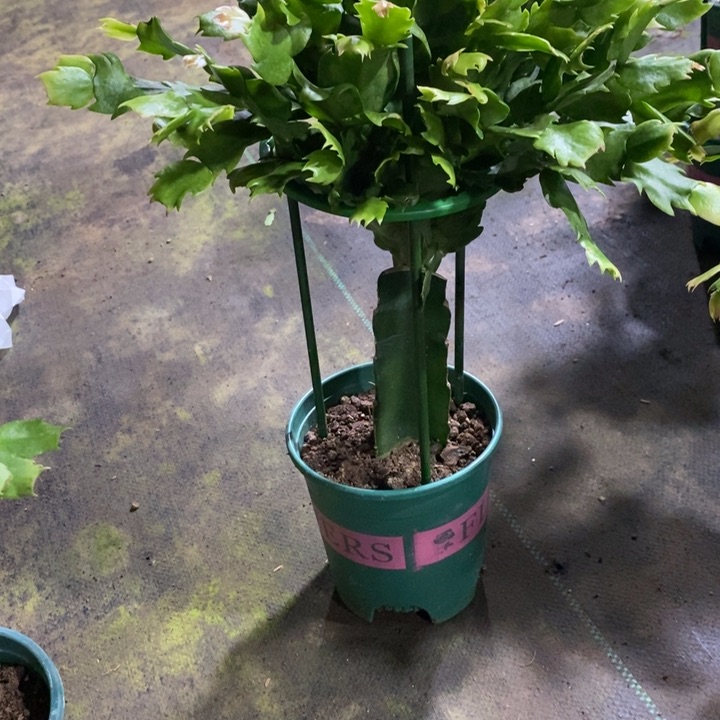 当前无花栽培后可以开花033嫁接073