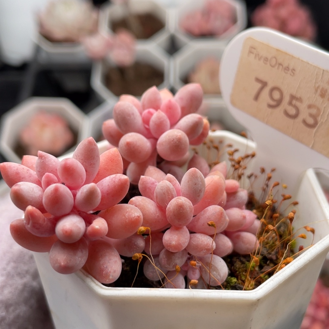 婴儿手指7953-6.0厘米