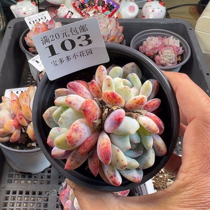 梦露群一物一拍多肉满20包邮