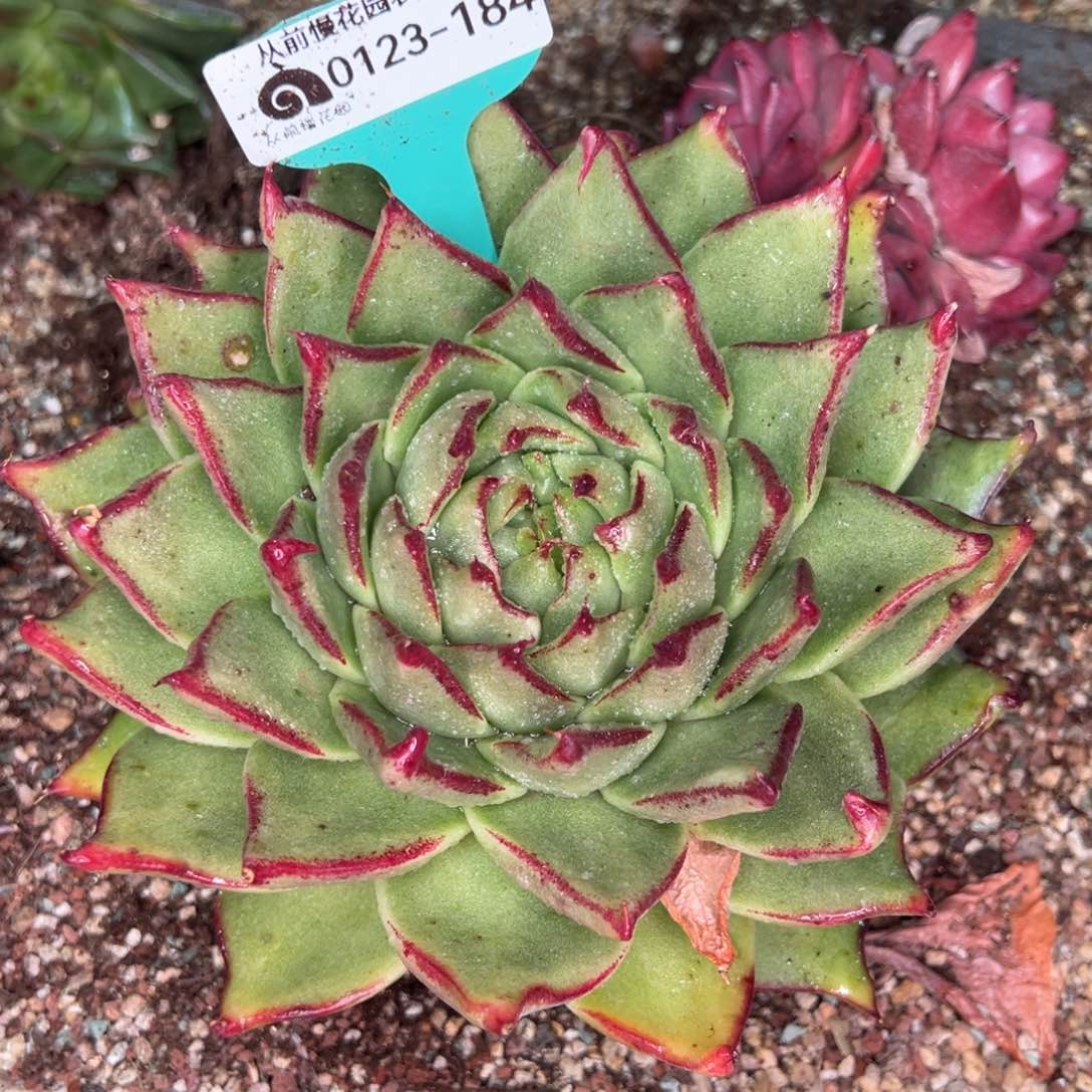 从前慢多肉精选编号0123.184