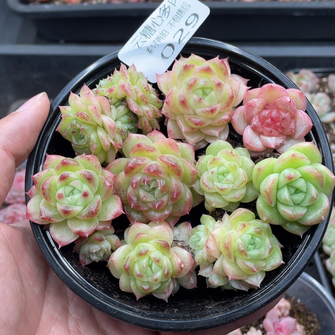 云糖心多肉植物29