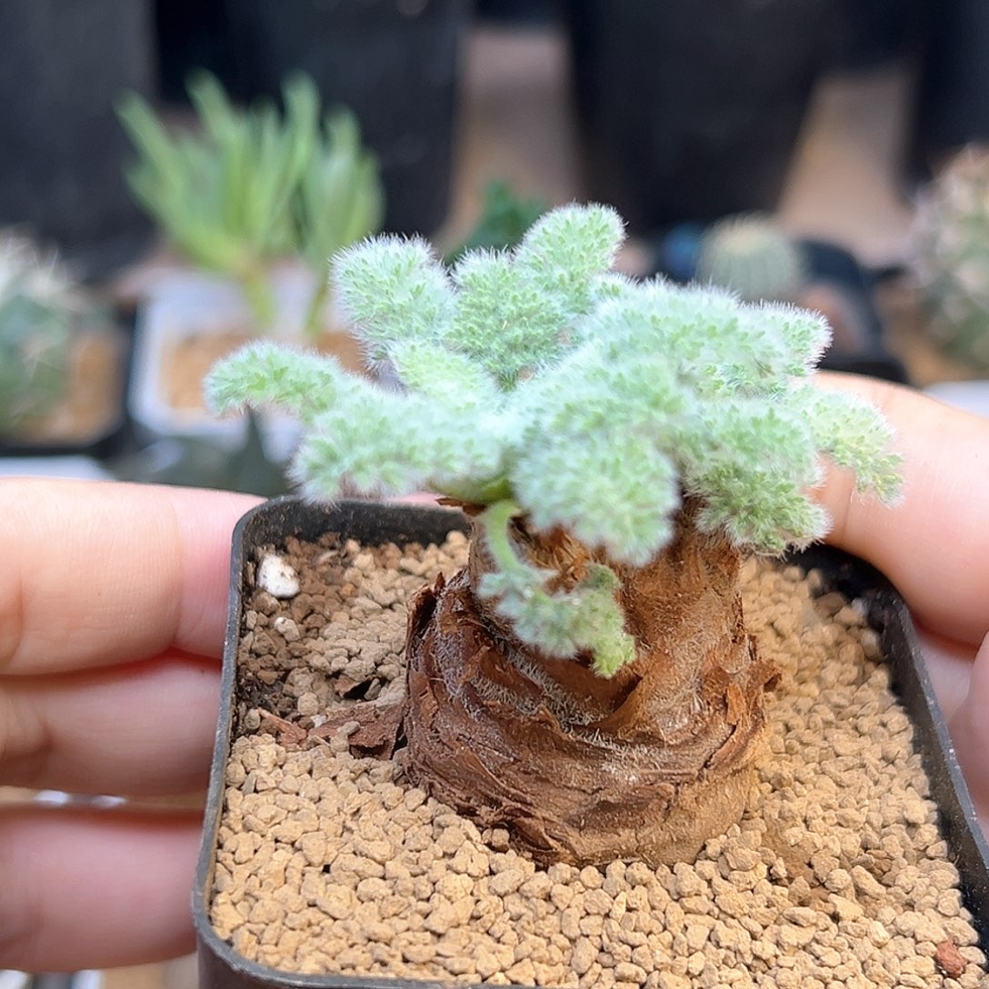 羽叶洋葵母本一颗一颗