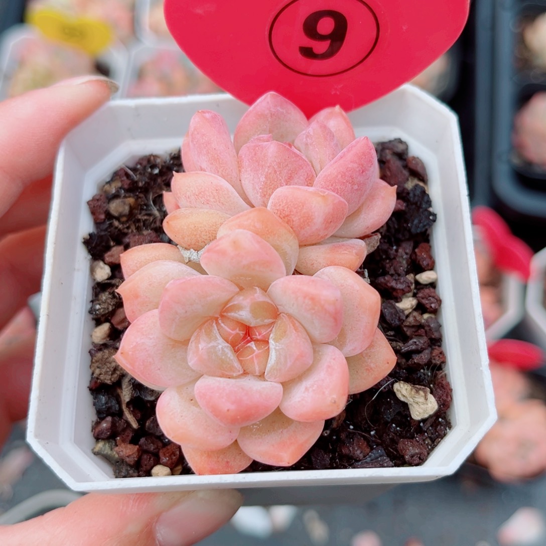 风靡园艺糖心双头