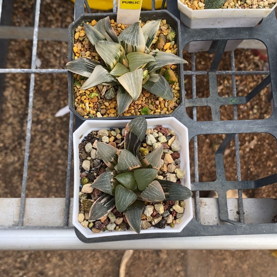 青***妈克锦专拍补差价，，，，，，