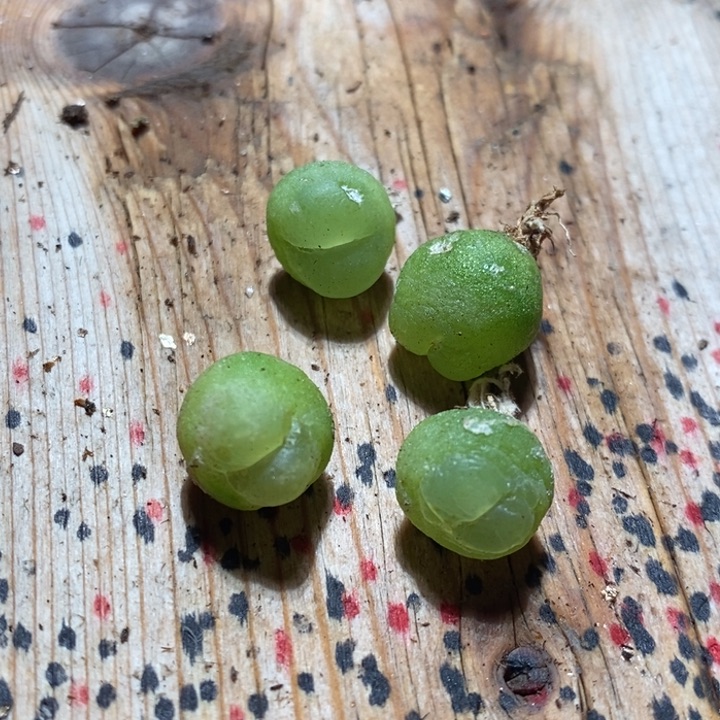 4-160拉-登有伤一个