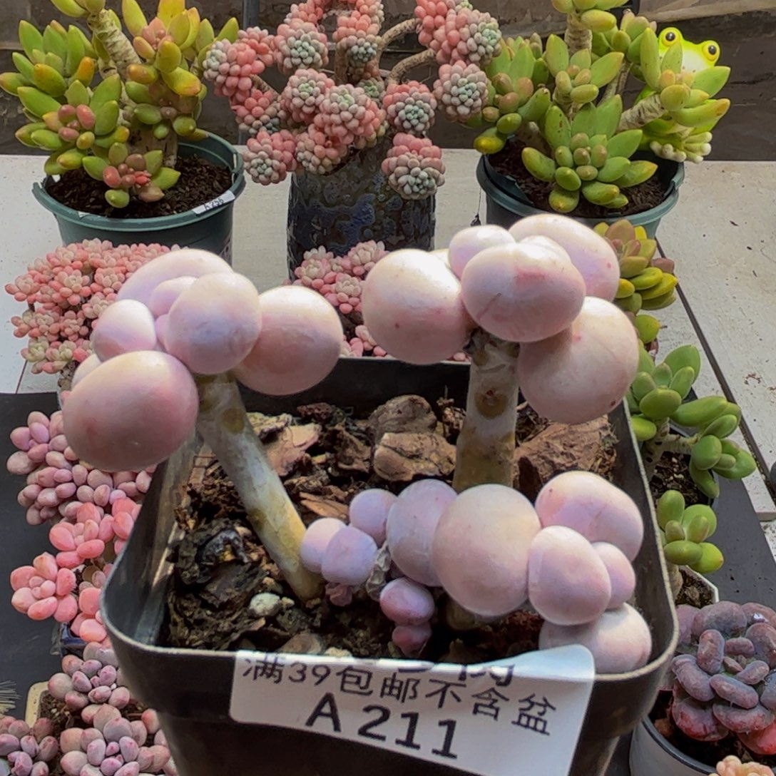 211芭比奶酪6cmm植物