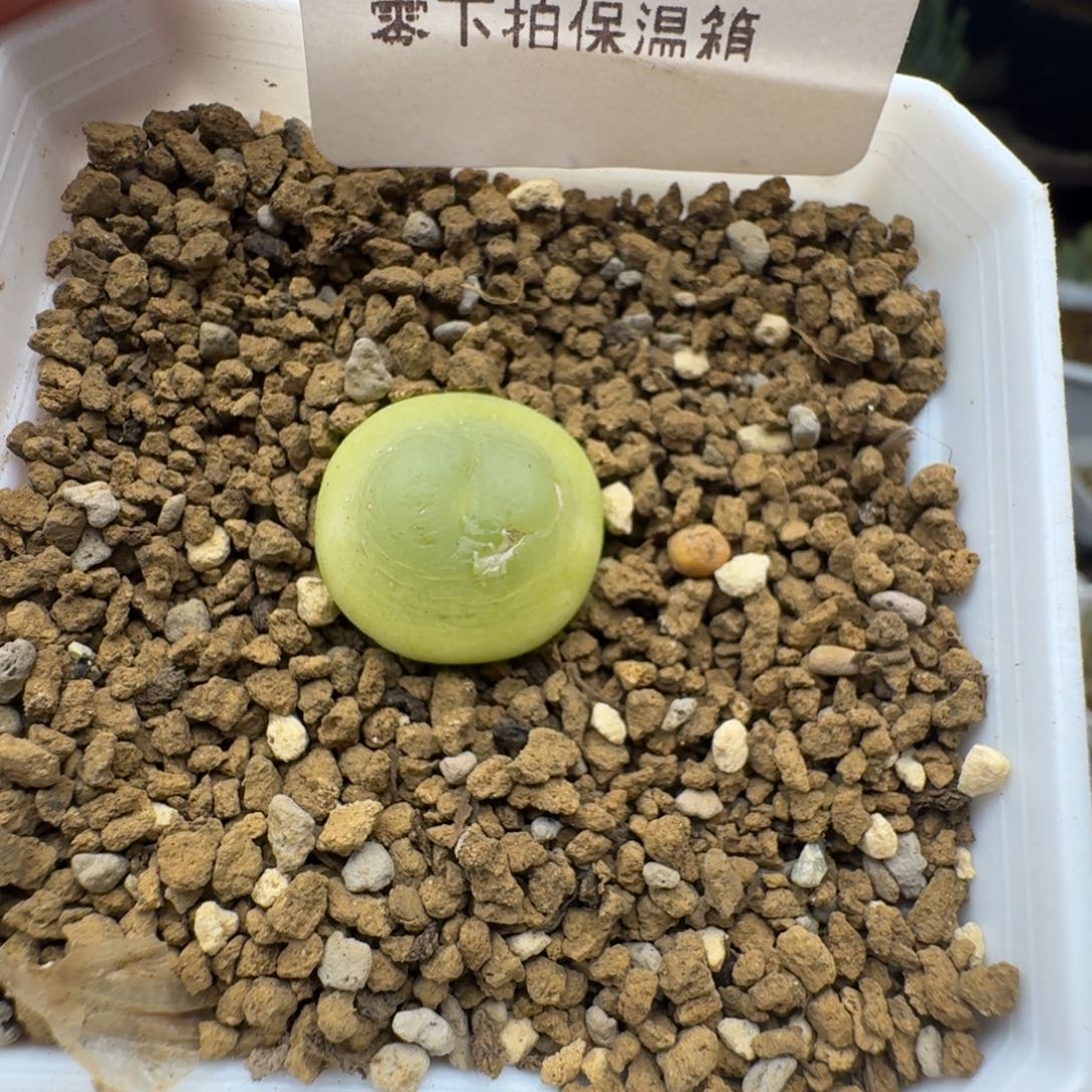 拉登1.7cm多肉。 