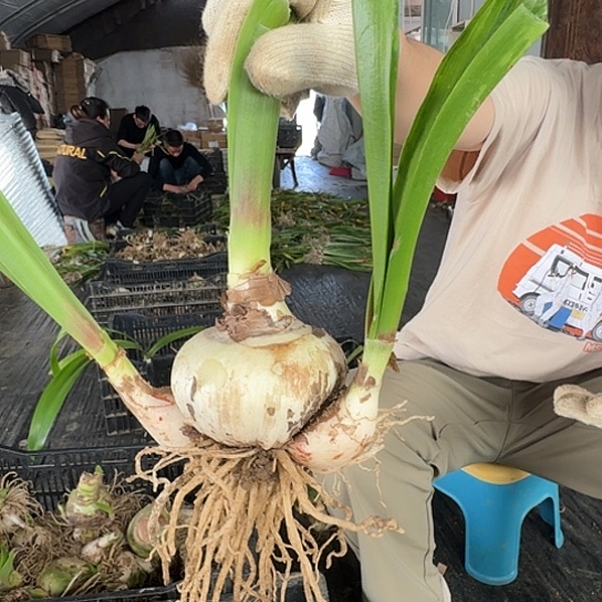 花孔雀3号 9厘米带两个大侧开花包对版