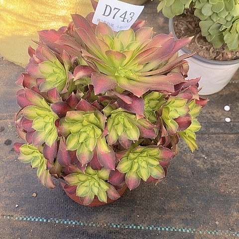 743韶华多肉法师