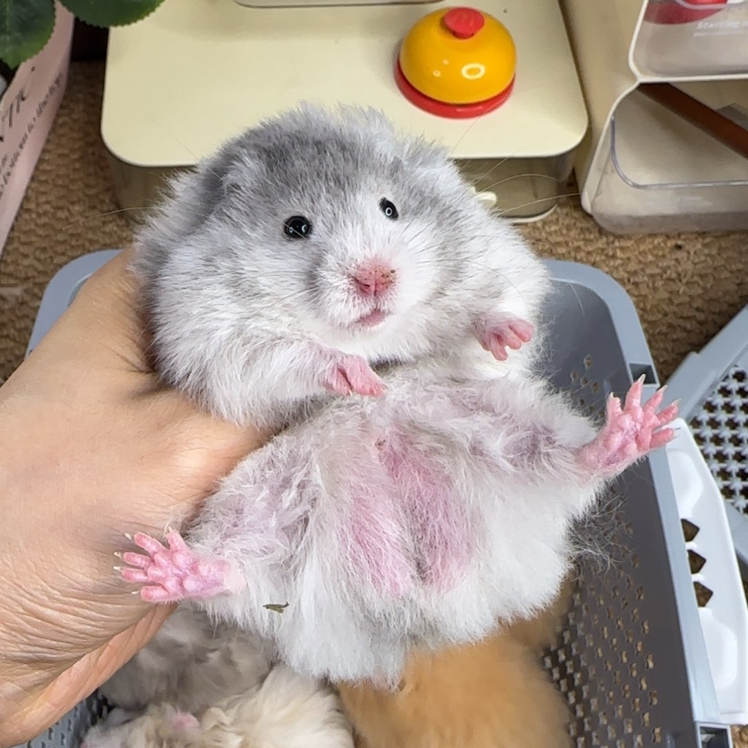 黑波弟弟8.08生日