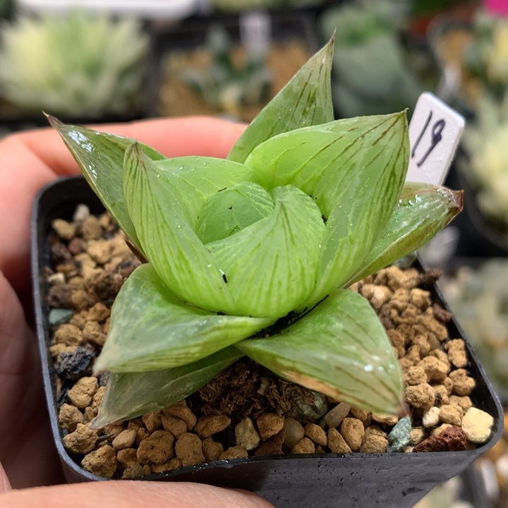 蜜桃寿带盆土发货