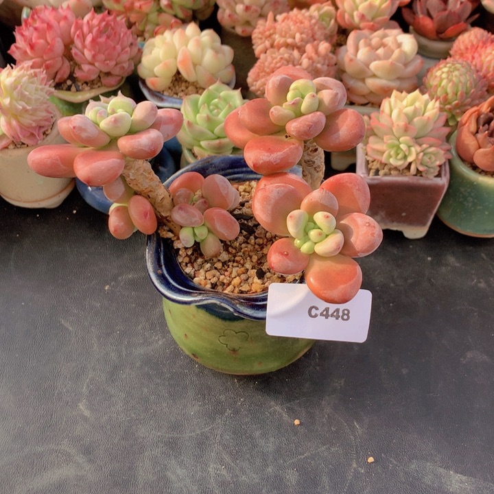 一物一拍满38包邮C448