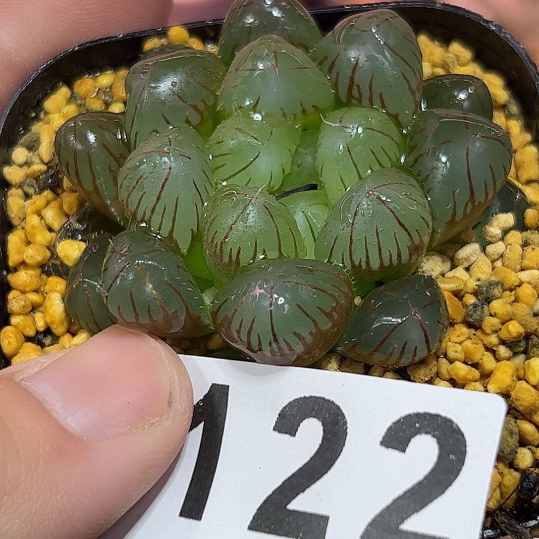 红红火火恍恍惚惚