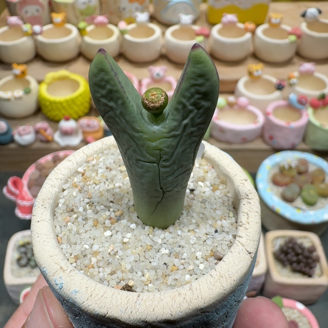 蘑菇1103皮卡丘多肉植物