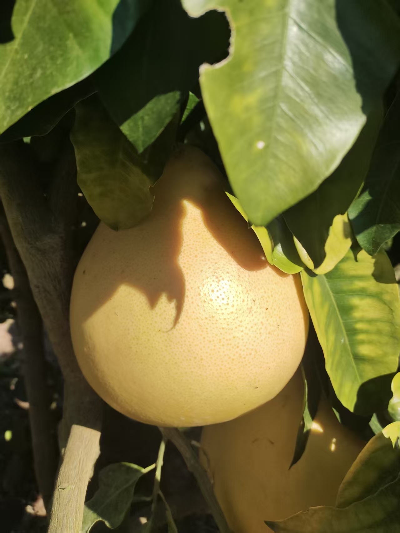 湘西高山露天红心蜜柚