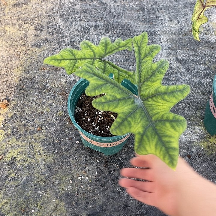 完全开放杰克林海芋不包叶损