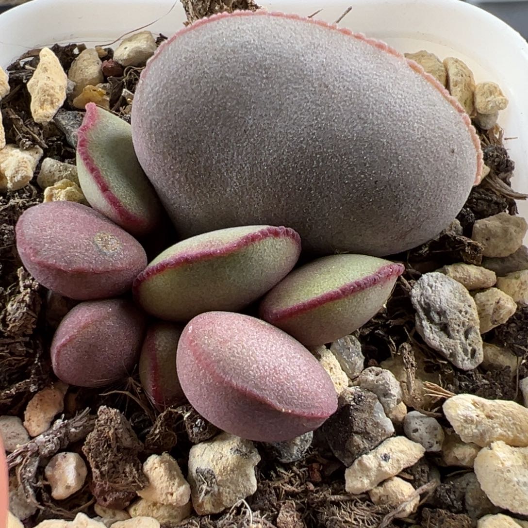 白肌红蛋大苗多肉植物