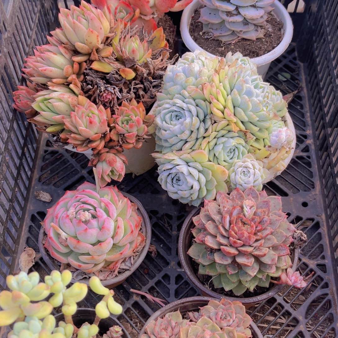 惟****負多肉植物一物一拍07027