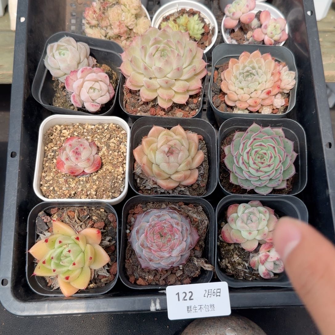 框拍框拍0206-122