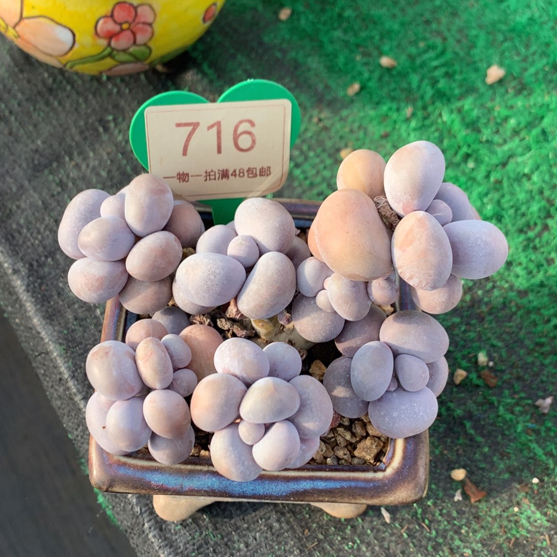 烟美人老桩无砍716