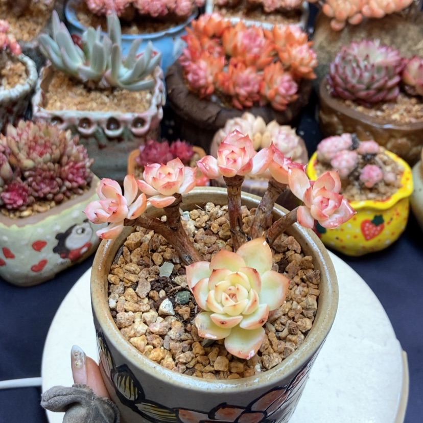 【闪购商品】晨露群