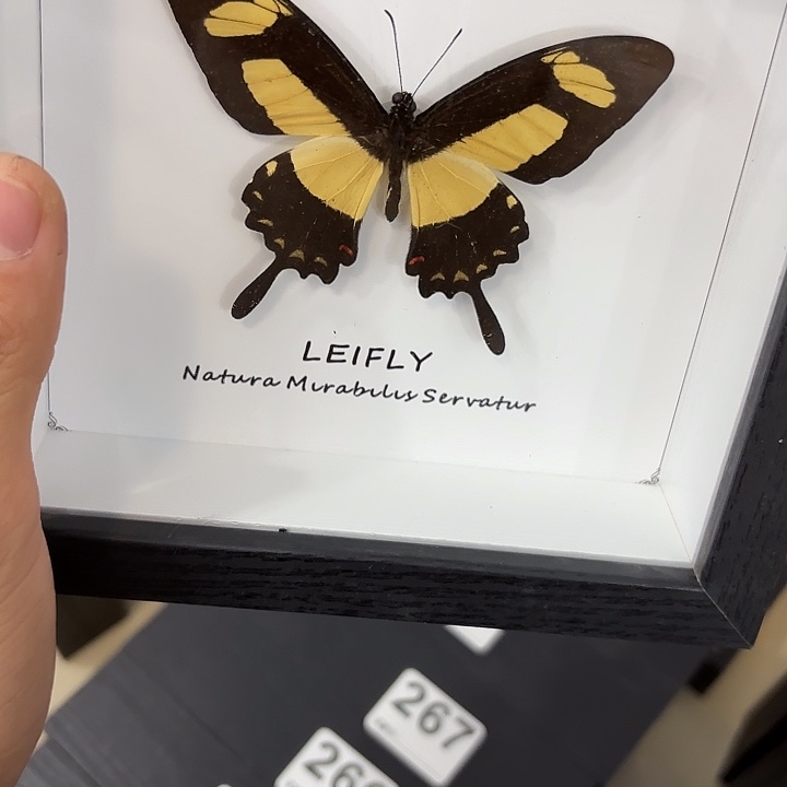 》***《蝴蝶标本定制276@