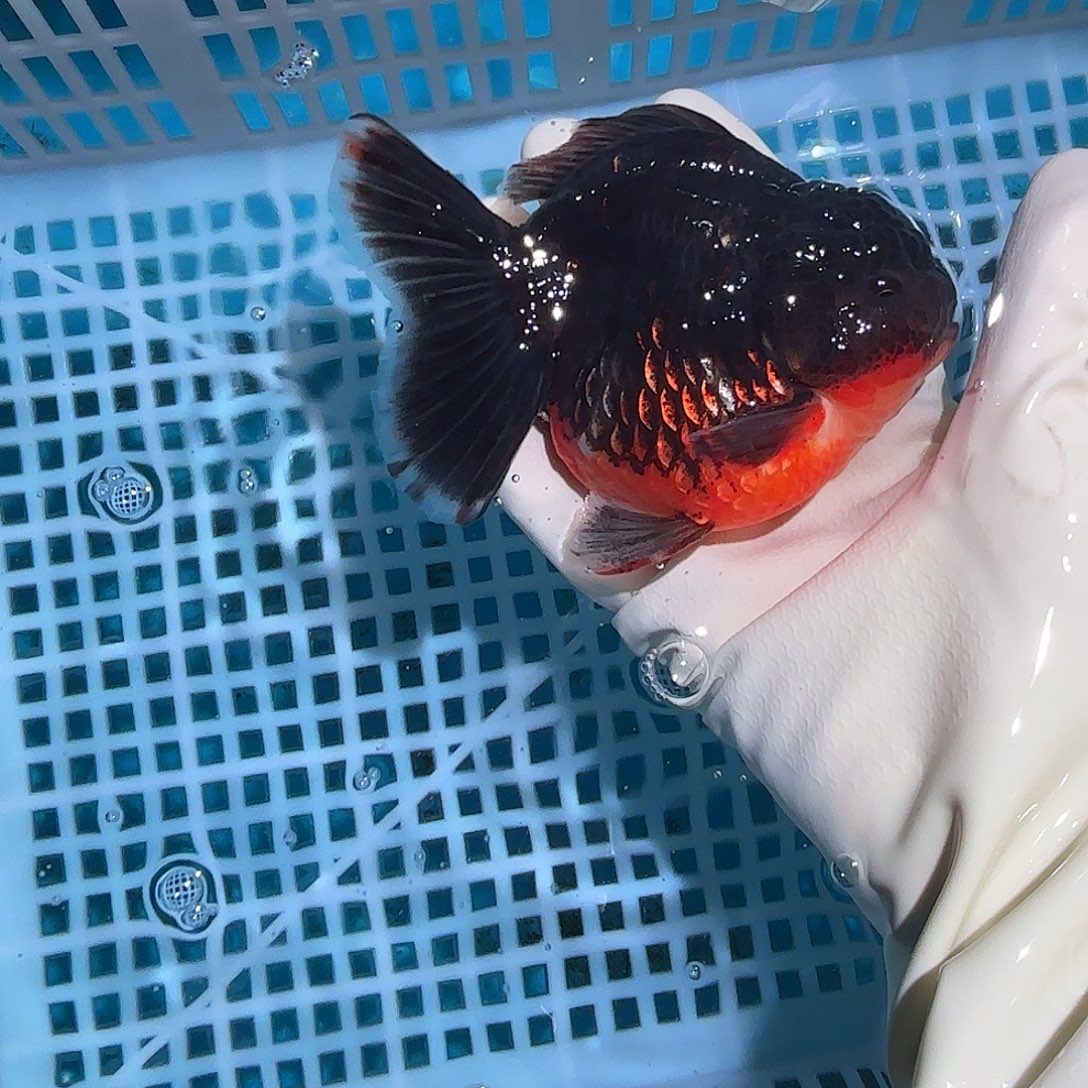 金鱼金鱼685844888