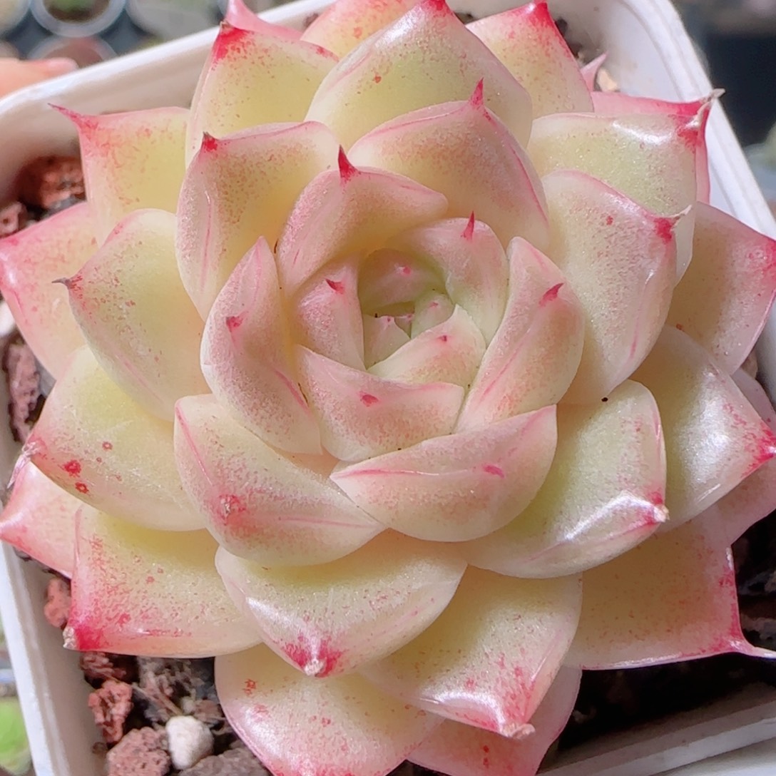 花语多肉1203-37麦秆