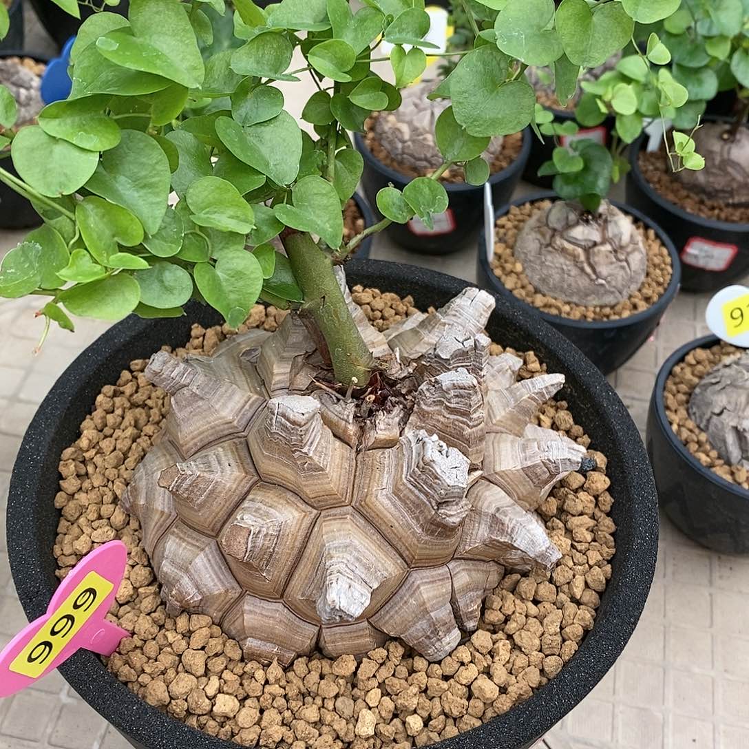 南非龟甲龙龟甲龙