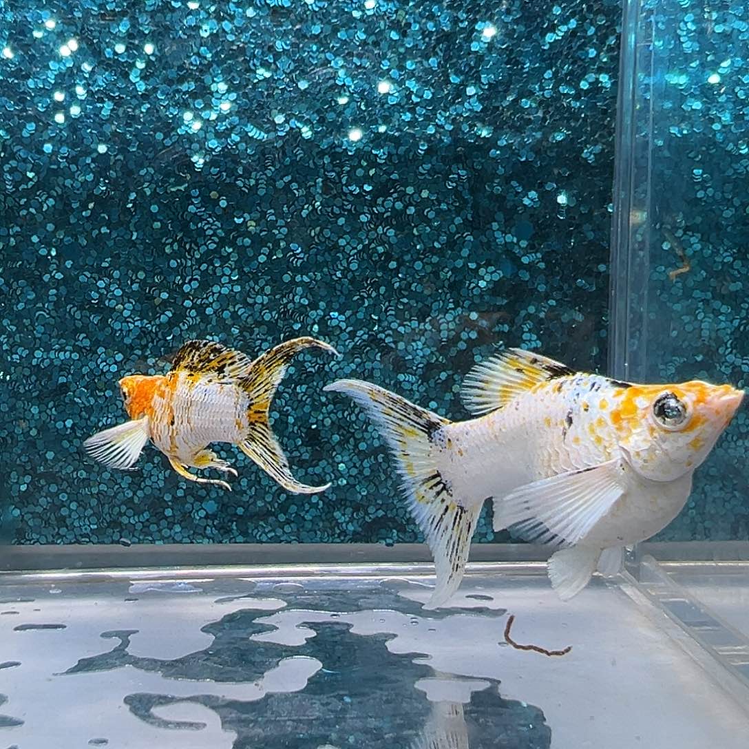 孔雀鱼皮卡丘玛丽一对0030