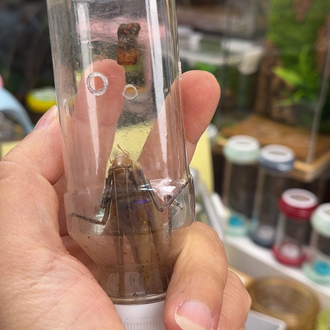 吉***瑞短须蛙坊哈哈哈哈哈哈