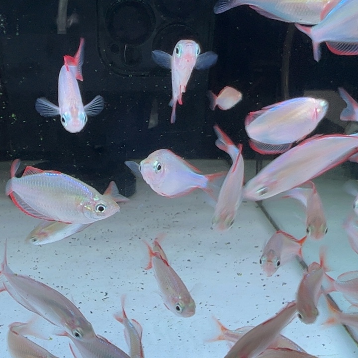 短鲷鱼电光美人5条