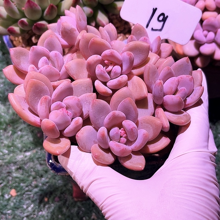 我是你的小可爱啊我的小可爱我