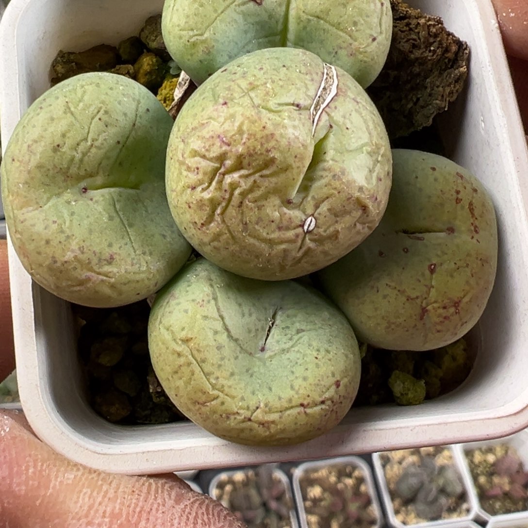 大饼肉锥多肉植物