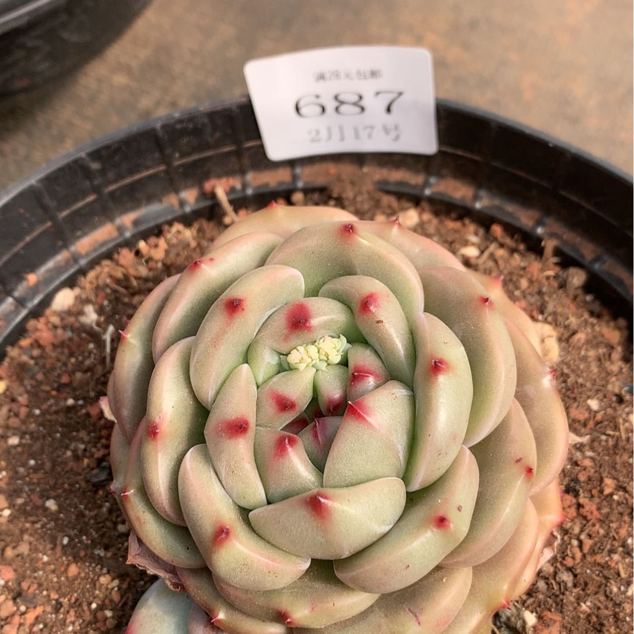 【闪购商品】云687