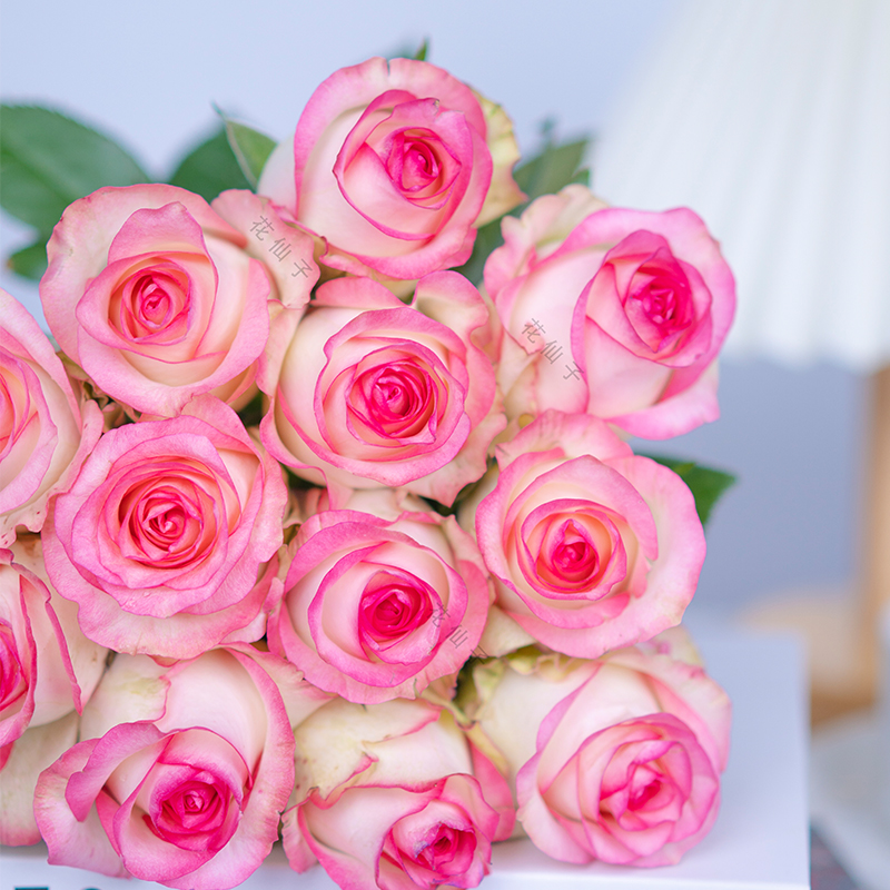 艾莎玫瑰云南鲜花现采现摘浪漫榆树鲜花的仪式感