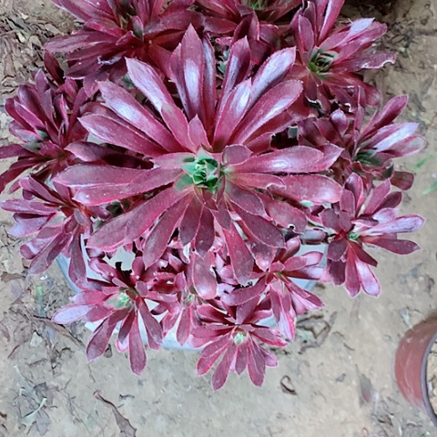 孙***士孔雀景多肉植物法师56