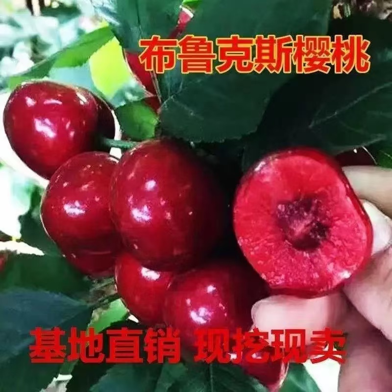 正宗车厘子大樱桃 黑珍珠 俄八 黄密 布鲁克斯 适合南北方种植