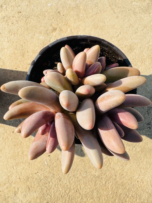 多肉植物精品红手指群（满15包邮）