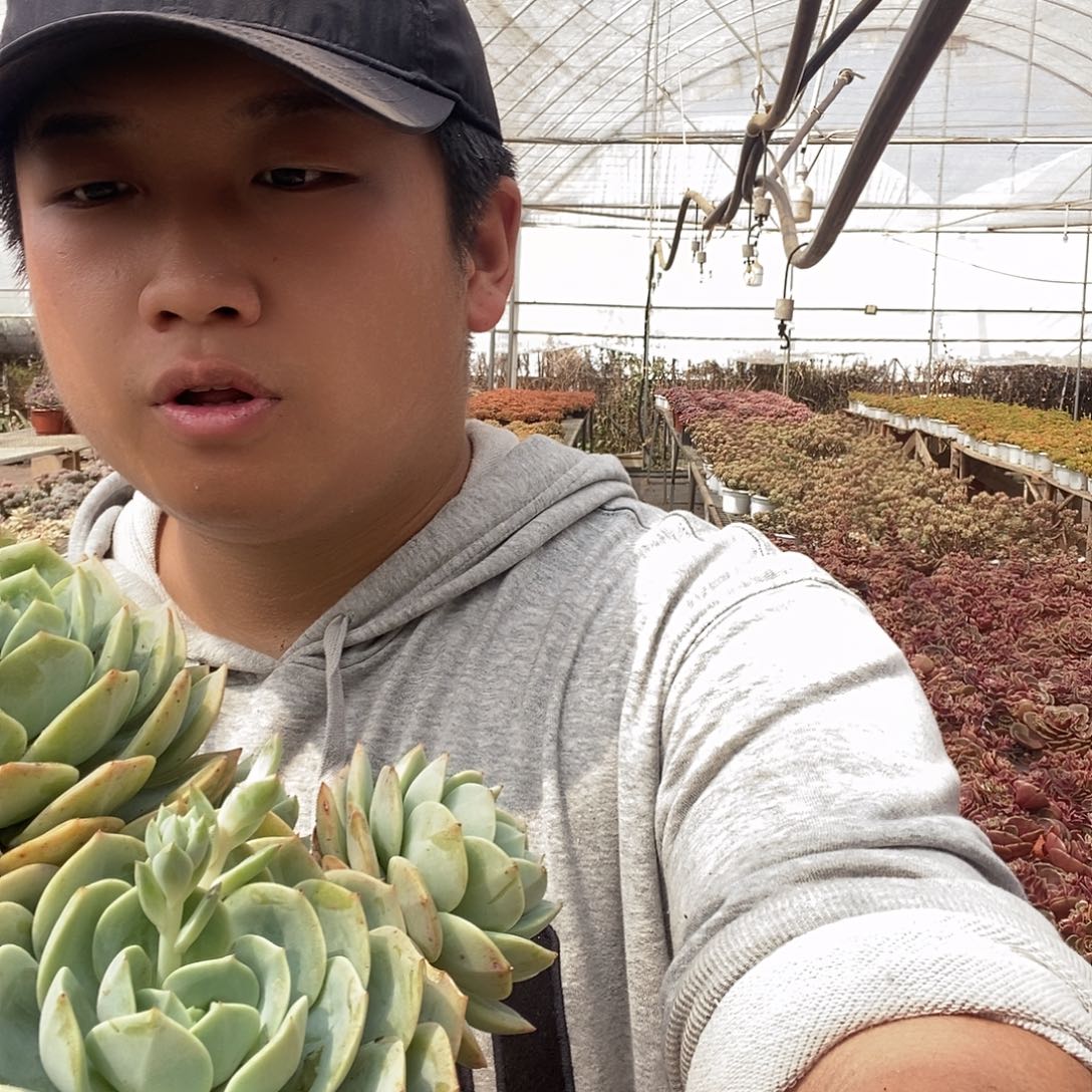 果冻恋曲整桩无砍特价