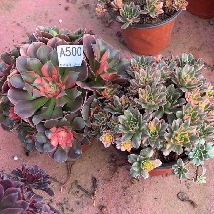 组合2颗多肉植物500.