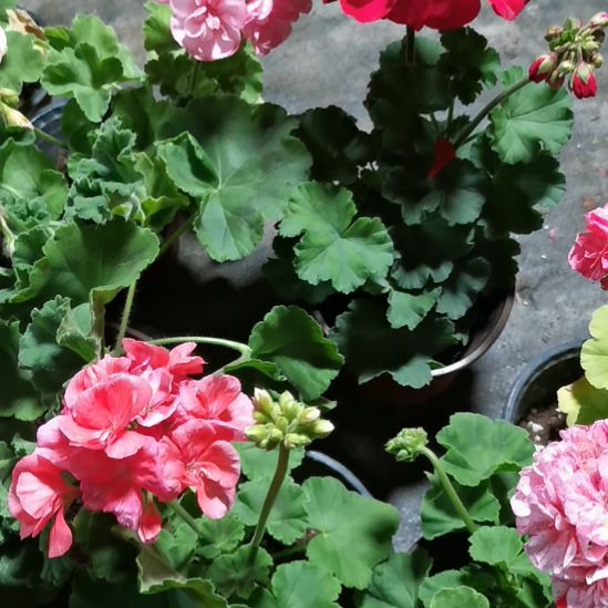 当前无花栽培后可以开花叶子