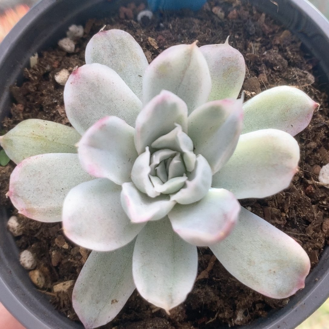 C279辛普森锦锦锦锦锦锦锦