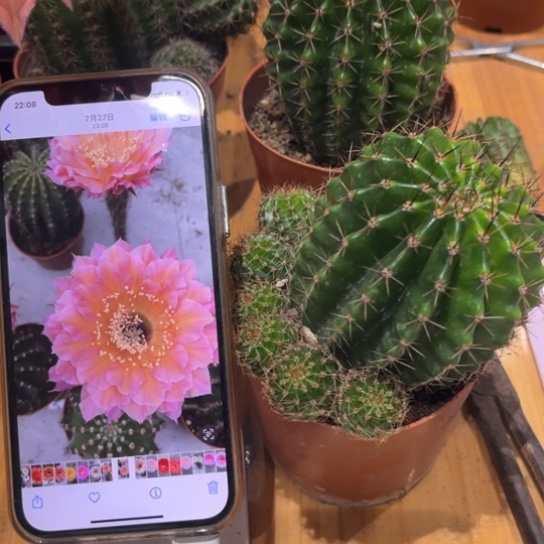 彩草58号7公分左右多变花