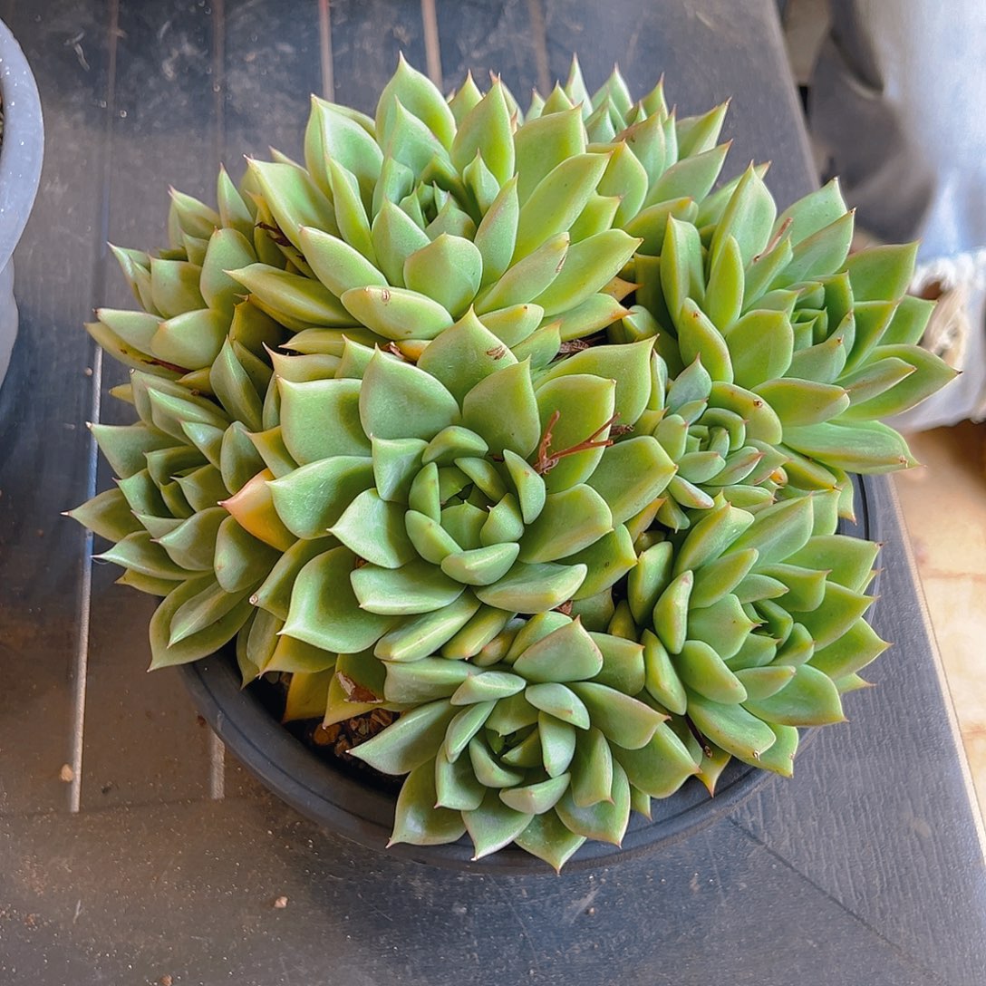 清***馆精品多肉44号十月份发货