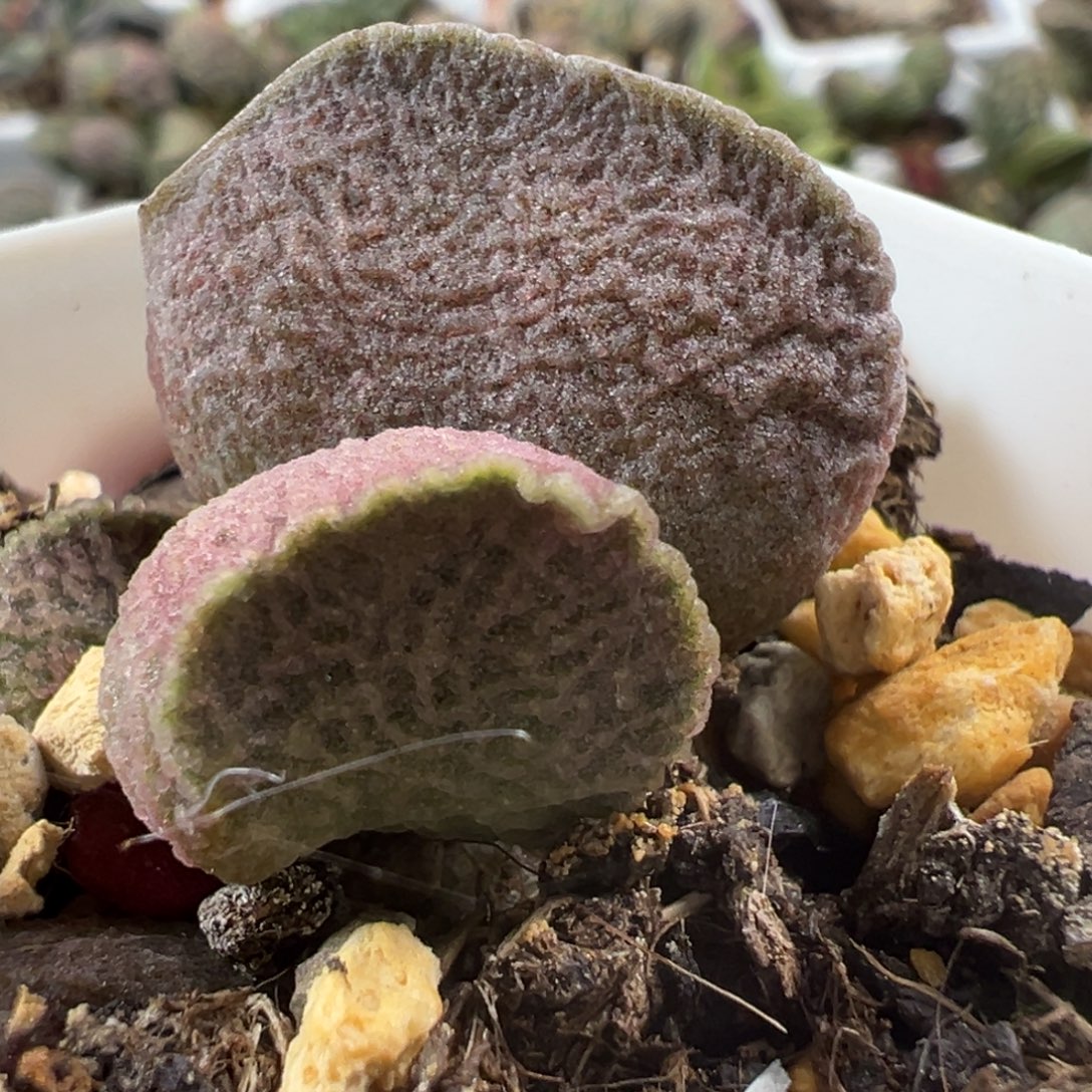 粉色网格实生新品大苗